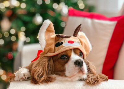 a dog in a costume rests their head on a couch