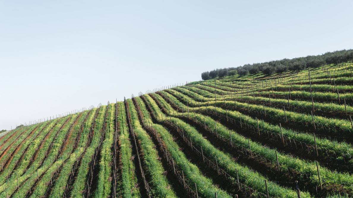 rows wine production