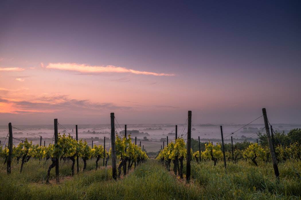 vineyard