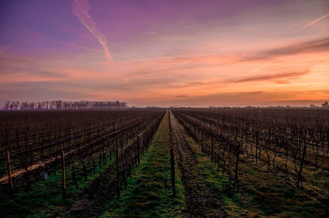 winery