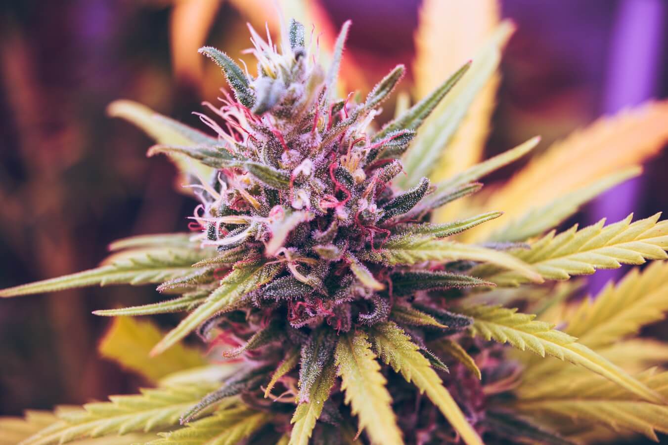 Cannabis flower Cannabis flower