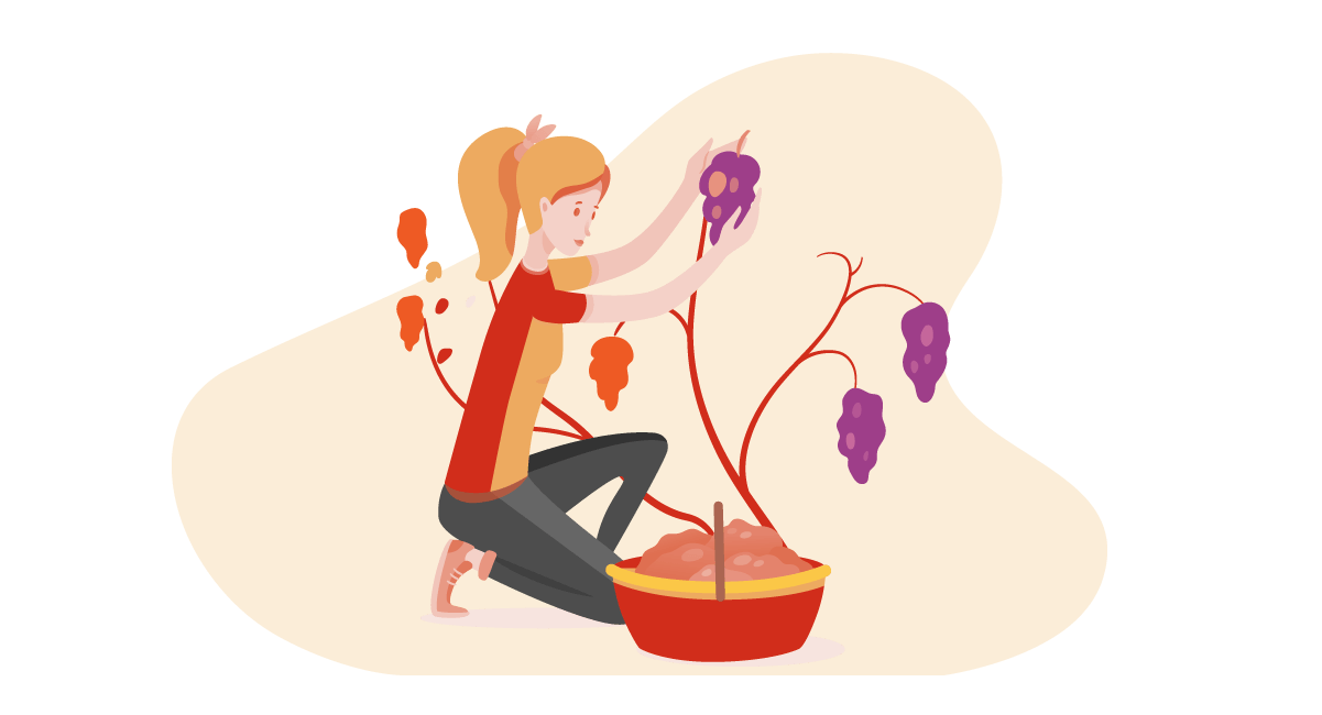 Woman Harvesting Grapes Illustration of woman harvesting grapes for a vineyard