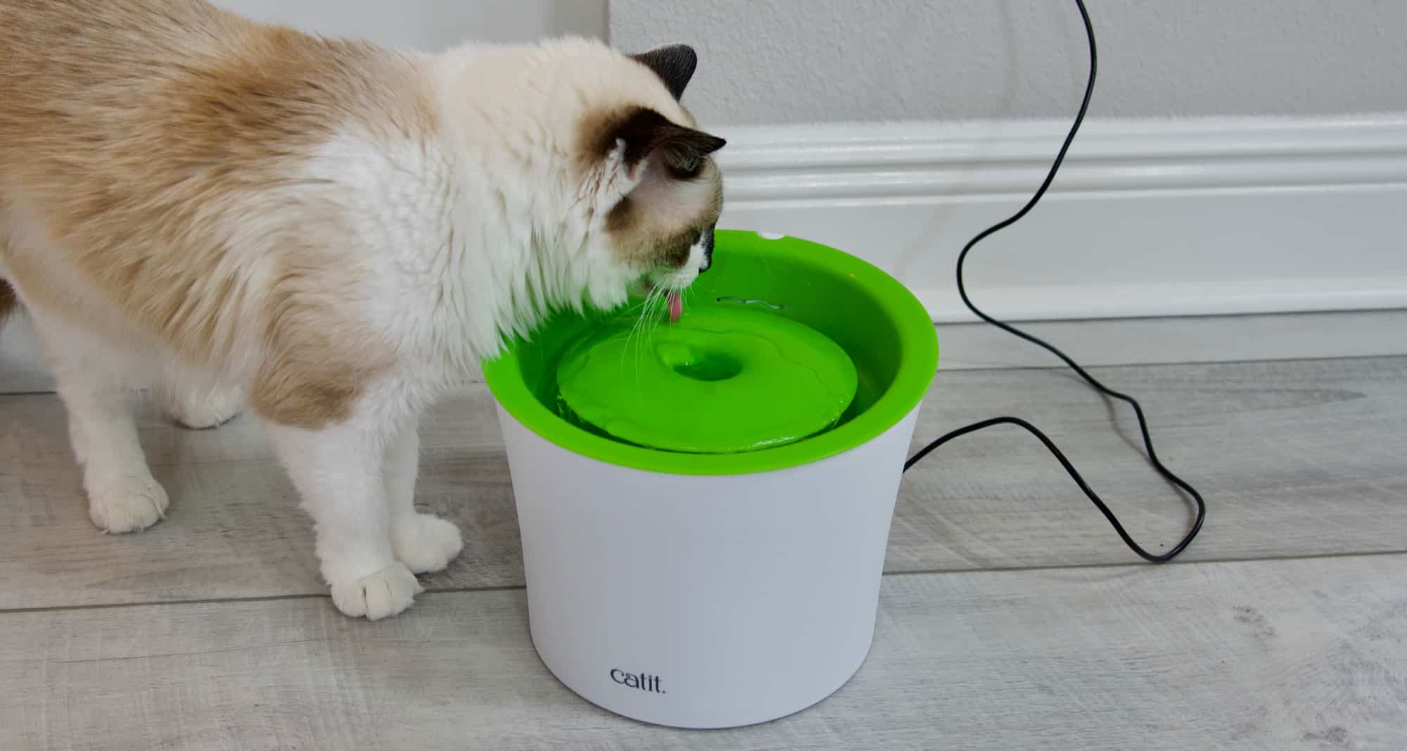 Cat drinking water out of a Catit bowl