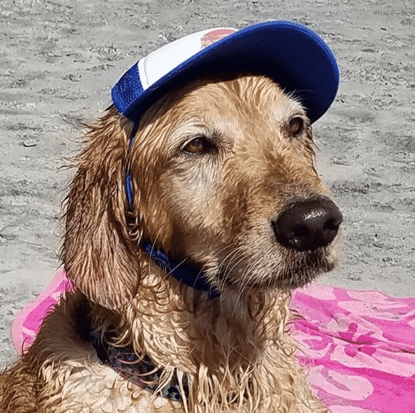 Dog wearing a Puplid trucker hat for dogs