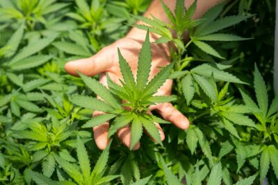 a cannabis microbusiness cultivator observes their marijuana plant
