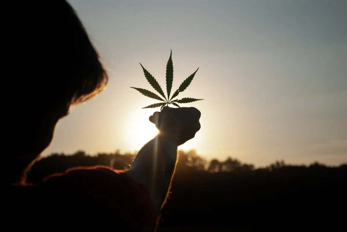 a person holds a cannabis leaf up to the setting sun