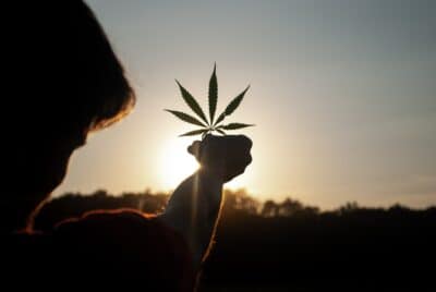 a cannabis industry entrepreneur looks at a marijuana leaf in the sun