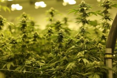 a photo of a cannabis grow room