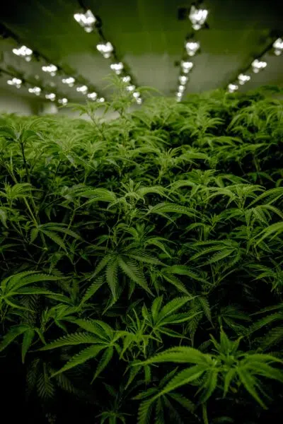 Greenhouse filled with mature marijuana plants from a legal cannabis grow operation