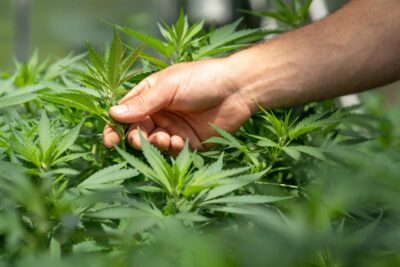 a cannabis cultivator looks over their marijuana plants
