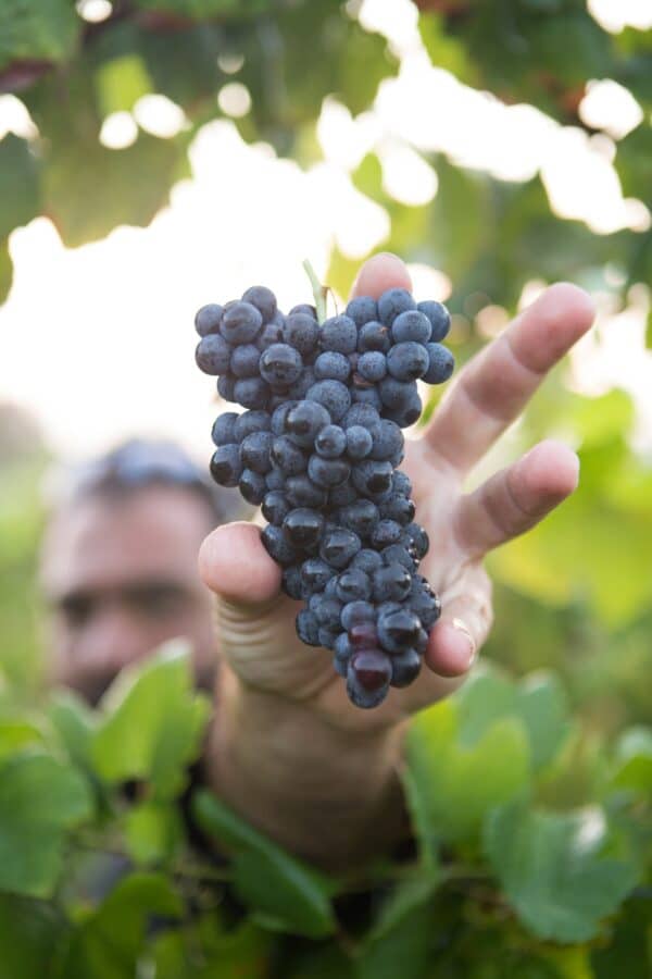 a winery worker holds up freshly cut red wine grapes