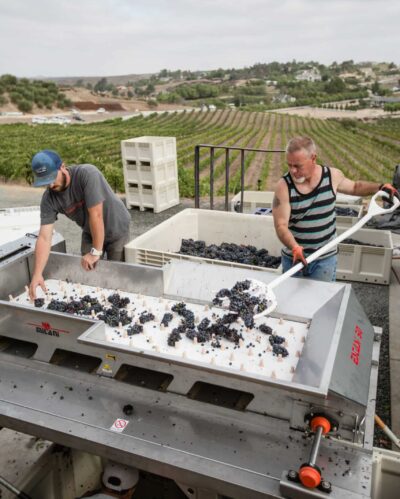 winery workers load grapes onto a sorting machine