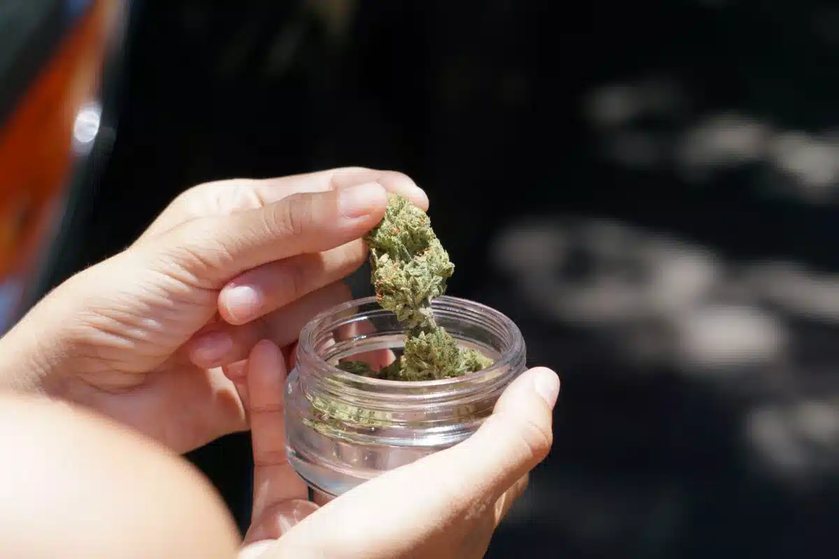 a budtender holds cannabis flower in a jar