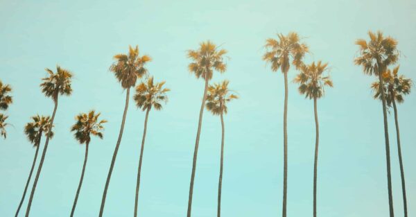 a photo of tall palm trees in california
