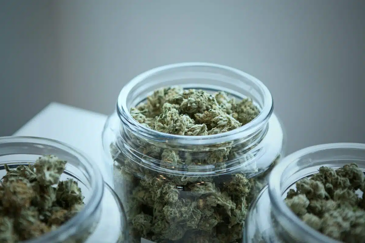 cannabis flower sits in jars in a Washington dispensary