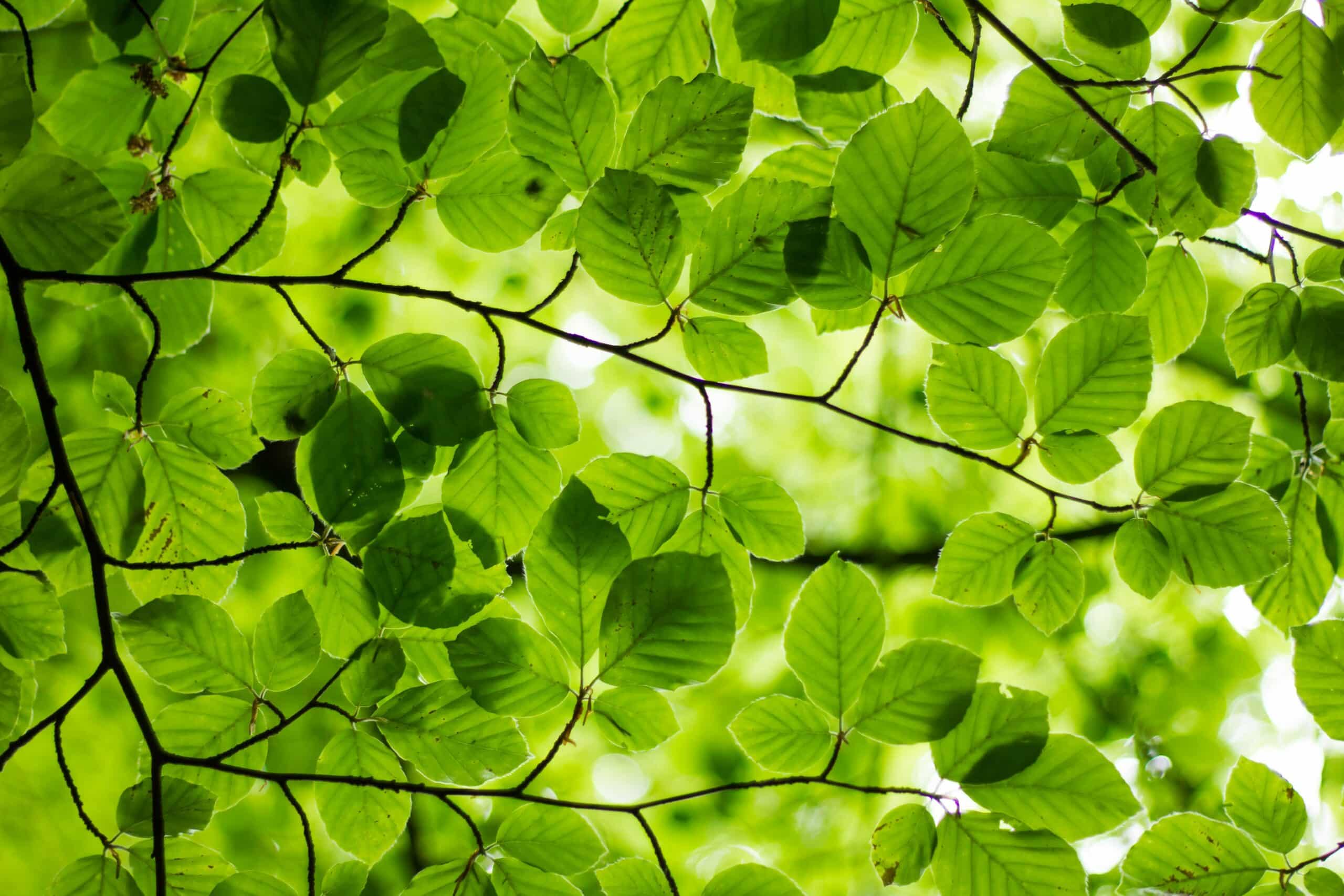 Green leaves symboliziing the retail trend in 2023 towards more sustainability