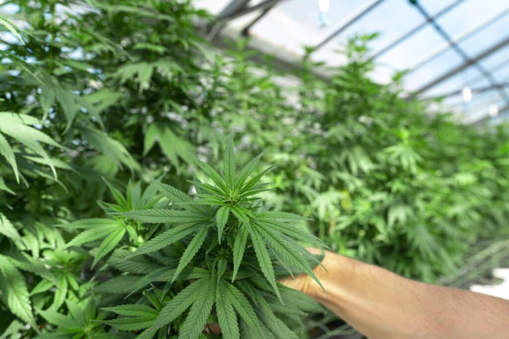 a marijuana microbusiness operator inspects cannabis plants in a greenhouse